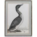 Prideaux John Selby (1788-1867), seven ornithological aquatint engravings from Selby's '