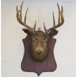 Red deer stag sporting trophy, circa 1910, presented on a shaped oak shield, height 100cm, width