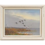 Geroge Stevens (b.1917), Mallard ducks flying over a marsh, oil painting, signed, 29cm x 40cm