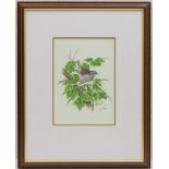Eric Peake (b. 1940), Jenny wren in ivy, watercolour, signed, dated 1996, 26cm x 19cm