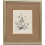 Eileen Soper (1905-1990), Blue Tit perched on briar rose, signed pencil drawing, 16cm x 13cm