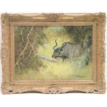 G.Uys. (South African, Contemporary), Kudu in the bush, oil on board, signed, 35cm x 50cm
