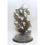 Victorian taxidermy display of exotic birds, late 19th Century, presented under a glass dome,