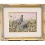Mark Chester (Contemporary), Grey Partridges amongst stubble, gouache, signed, 26cm x 36cm