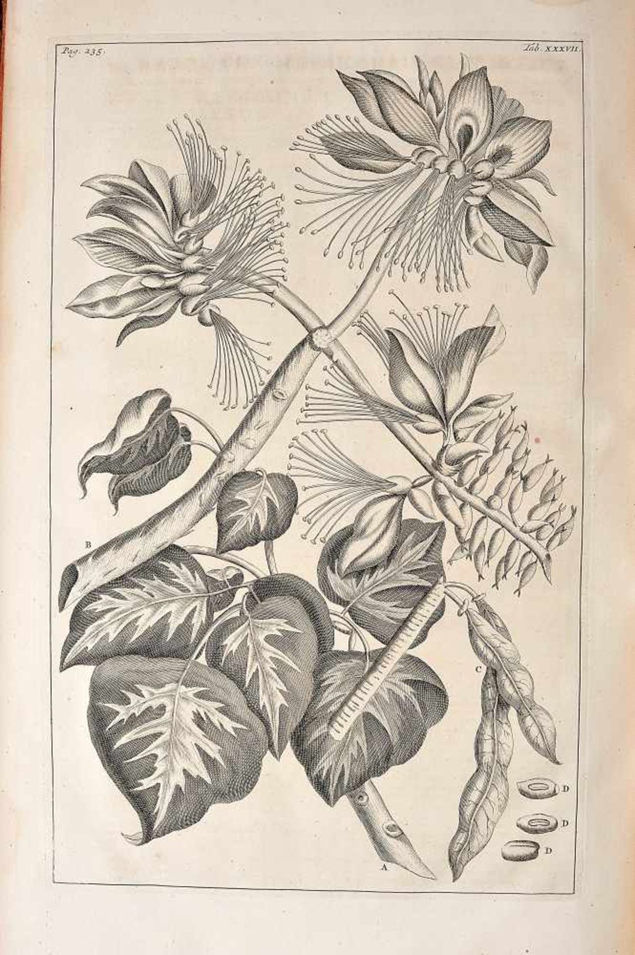 Herbarium Amboinense, Rumpf, 1741-1755, RUMPF, George Eberhard.- Herbarium Amboinense, plurimas - Bild 4 aus 5