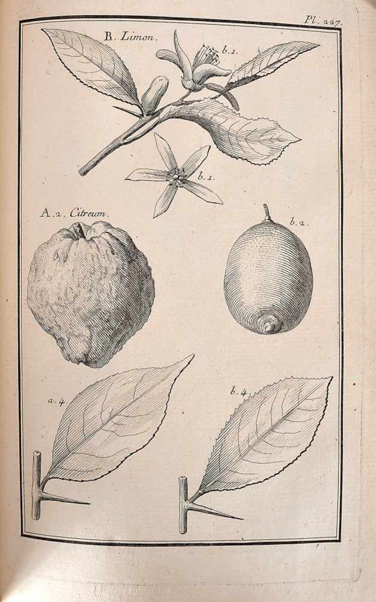 Description de sept cents dix-neuf plantes, de Geoffroy, 1767, GEOFFROY, François Alexandre.- - Bild 3 aus 3