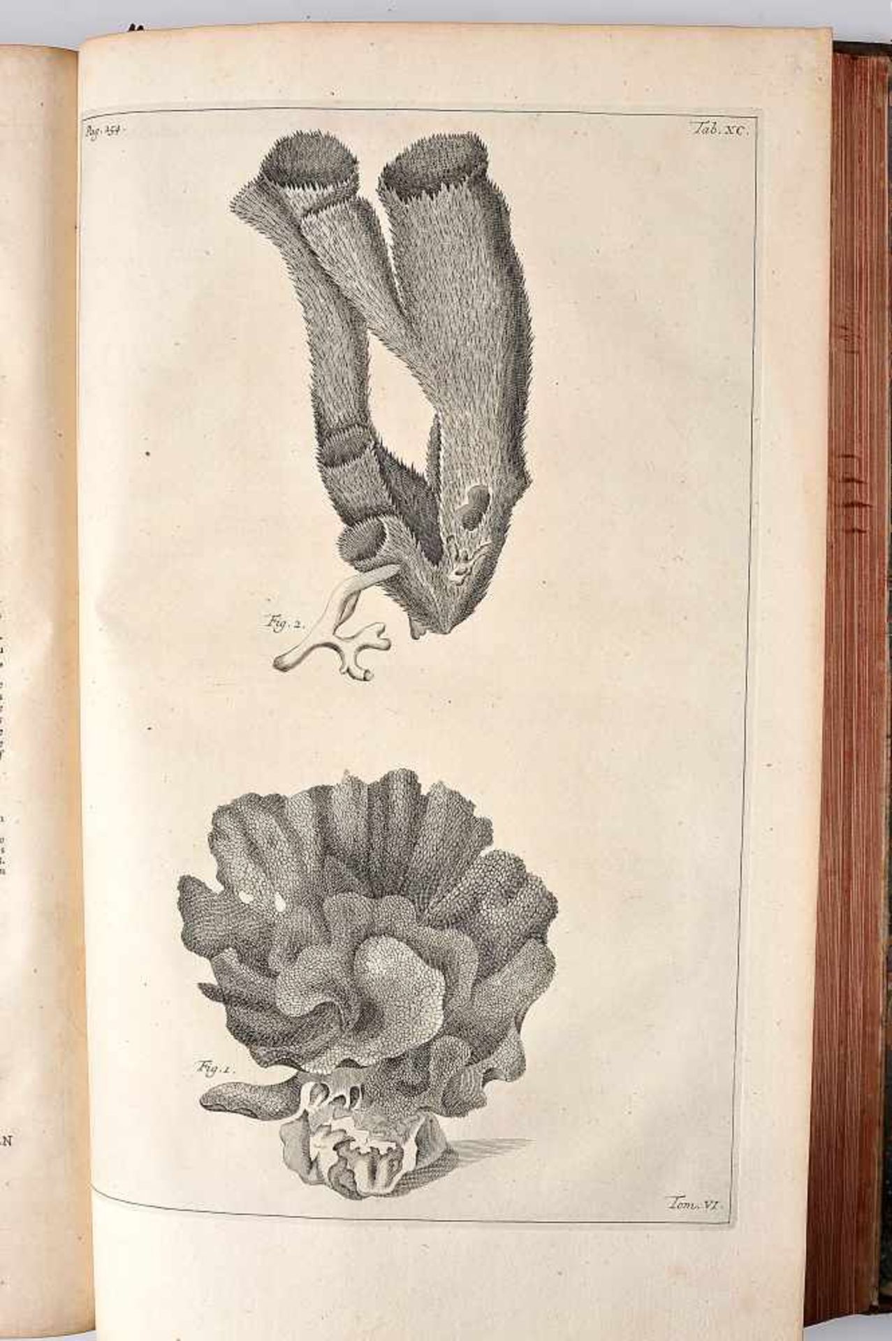 Herbarium Amboinense, Rumpf, 1741-1755, RUMPF, George Eberhard.- Herbarium Amboinense, plurimas - Bild 5 aus 5