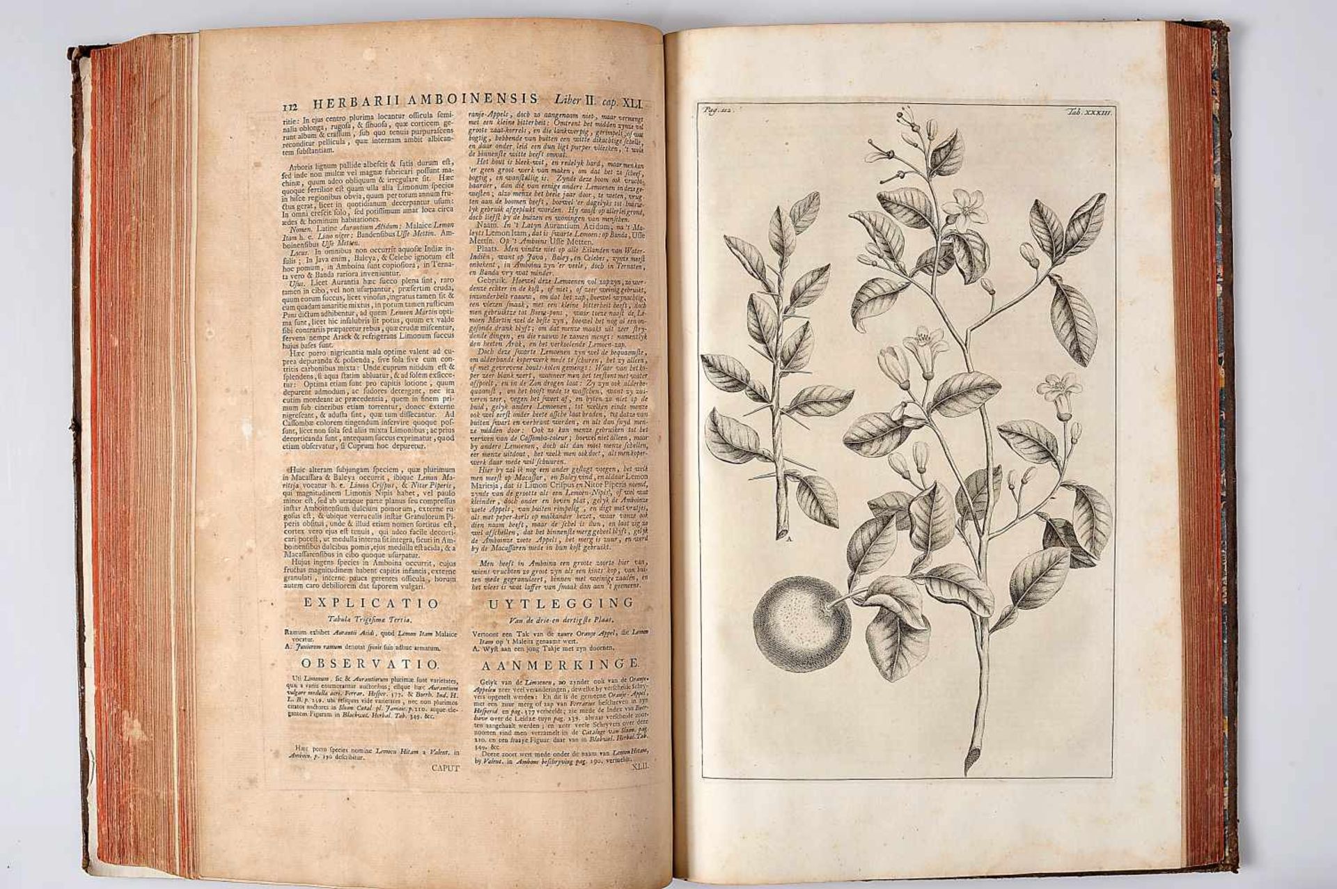Herbarium Amboinense, Rumpf, 1741-1755, RUMPF, George Eberhard.- Herbarium Amboinense, plurimas - Bild 3 aus 5