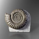 Arietites ammonite on matrix - cm 63x56x18 Nancy region, France Lower Jurassic, [...]