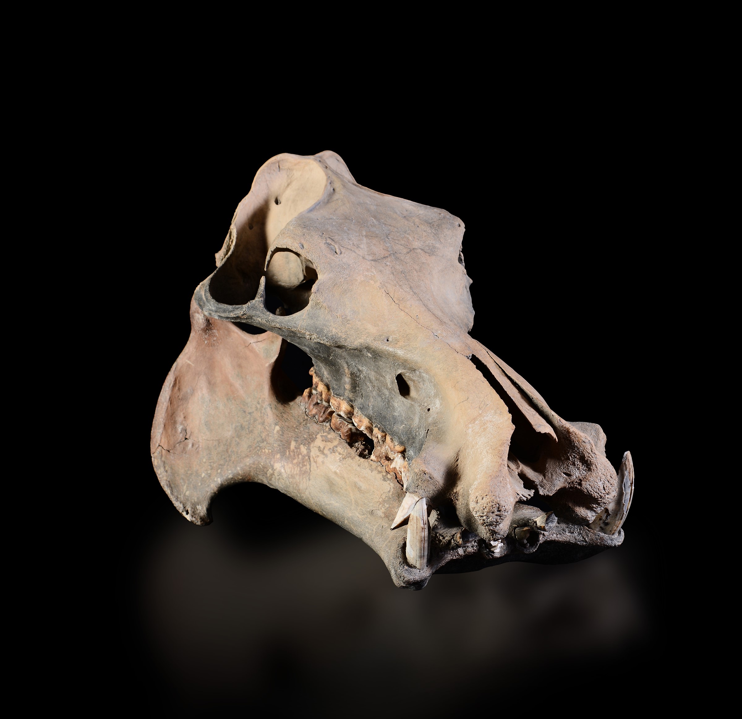 Dwarf hippopotamus skull - cm 52x31x29 Hippopotamus lemerlei skull, Pleistocen, South [...]