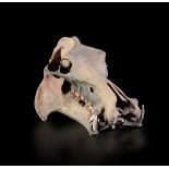 Dwarf hippopotamus skull - cm 52x31x29 Hippopotamus lemerlei skull, Pleistocen, South [...]