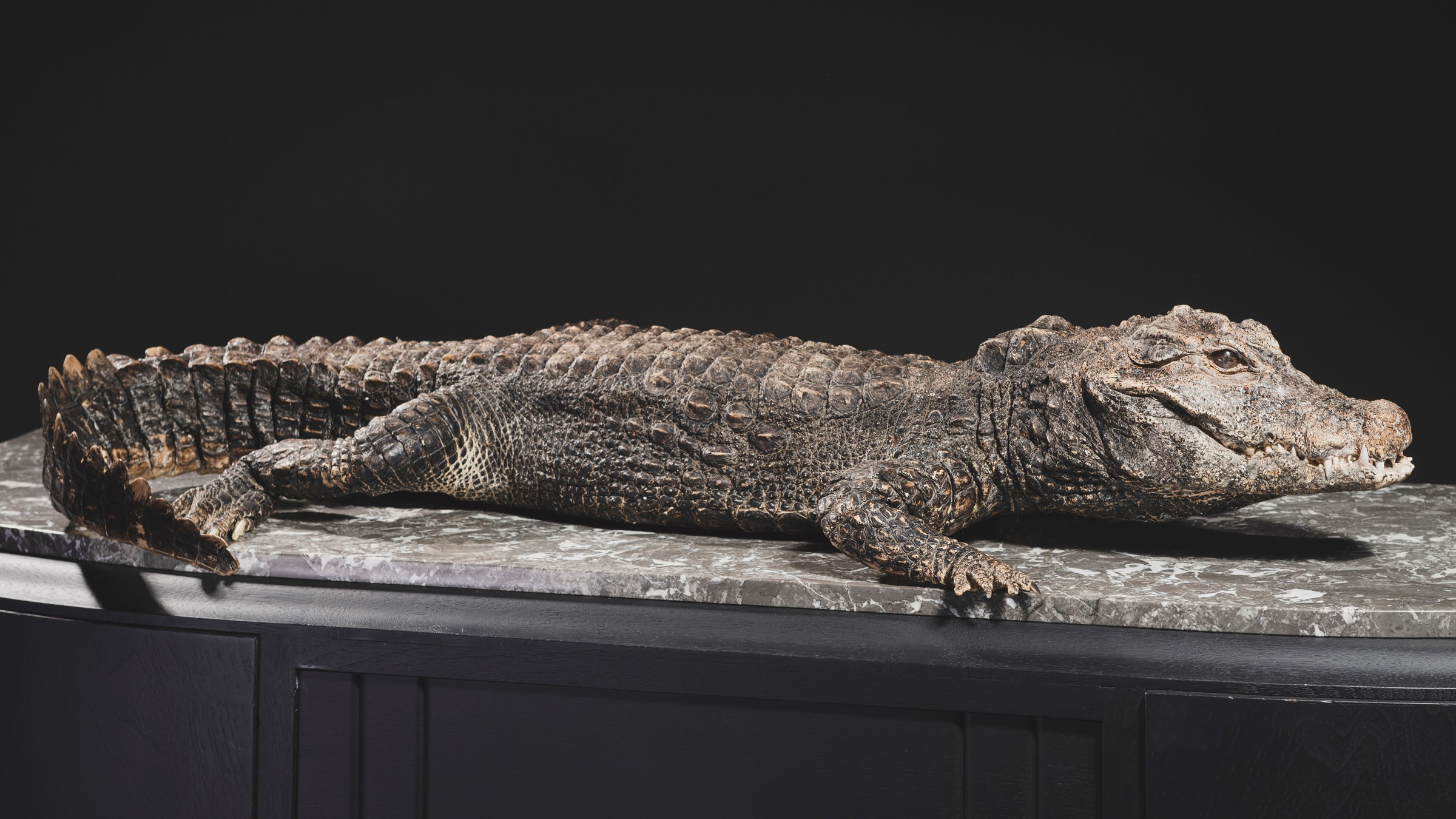 Dwarf crocodile taxidermy - cm 105x65x18. Osteolaemus tetraspis I/A certificate [...]