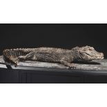 Dwarf crocodile taxidermy - cm 105x65x18. Osteolaemus tetraspis I/A certificate [...]