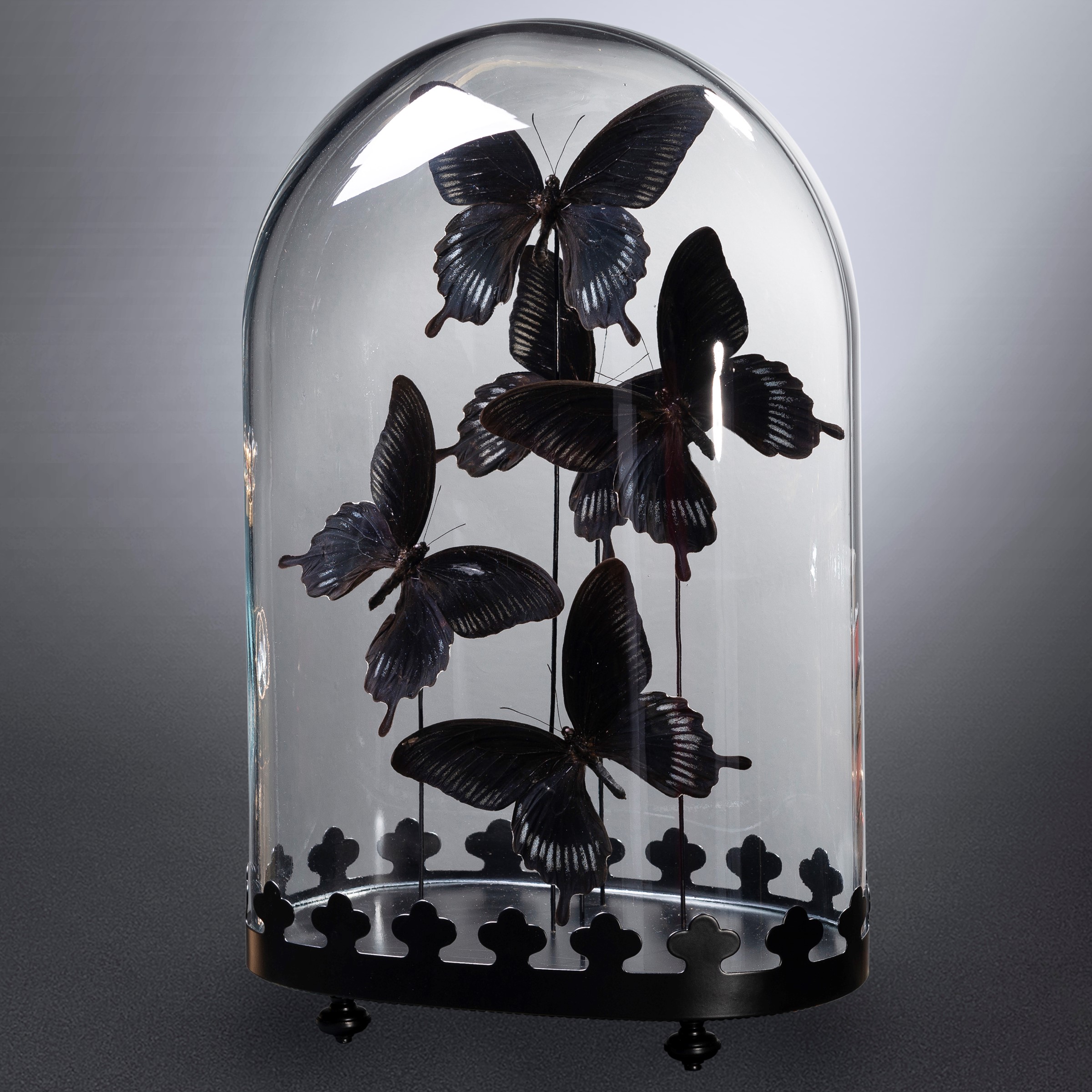 Butterflies Deiphobus under glass - cm 44x28x17 -