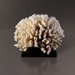 Exceptional coral - cm 55x55x36 Pocillopora eydouxi, Solomon Islands Cites II/B [...]