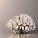 Pocillopora coral - cm 29x18x17 Pocillopora eydouxi, Solomon Islands cites II/B [...]