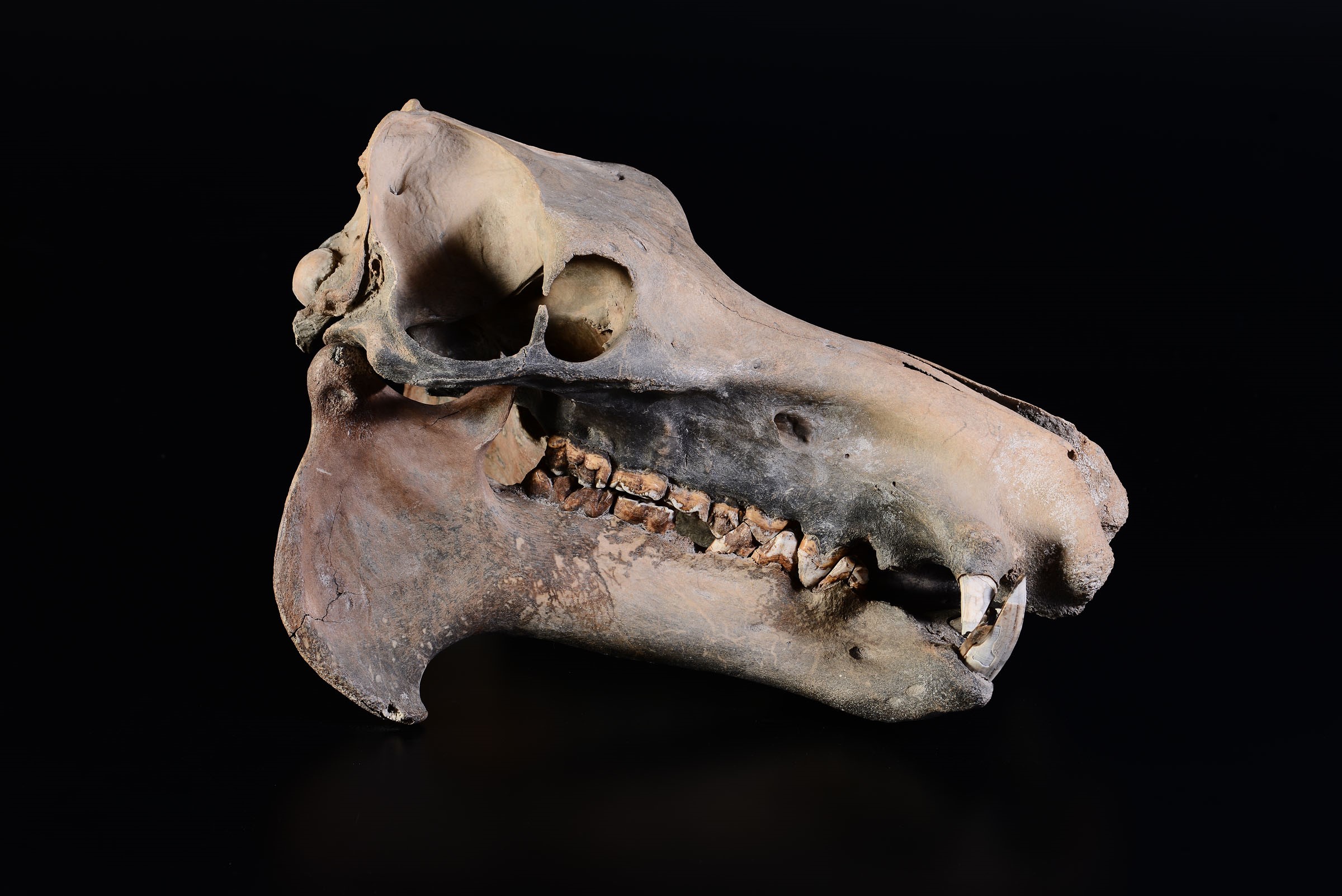 Dwarf hippopotamus skull - cm 52x31x29 Hippopotamus lemerlei skull, Pleistocen, South [...] - Image 2 of 4