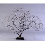 Black sea fan - cm 128x93 -