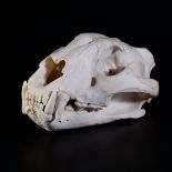 Tiger skull - cm 28 from a captive specimen died of natural causes, cites I/A [...]