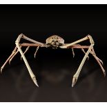 Japanese giant spider crab - cm 160x110x65 Exceptional specimen of Macrocheira [...]