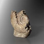 Septaria ammonite - cm 50x50x17 Upper Jurassic, Oxfordian (161-156 mya) Madagascar -