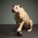 Taxidermy of a Tsavo lion with septaria - cm 163x119x61. Panthera leo II/B captive [...]