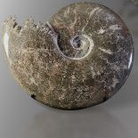 Cleoniceras ammonite - cm 27x28x15 Lower Cretaceous, Albian (113-110 mya) Mahajanga [...]