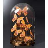 Butterflies Antherina Suraka under Glass - cm 41,5x24x24 -