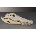 Nile crocodile skull - cm 41x16x11 Crocodylus niloticus cites II/B import license [...]