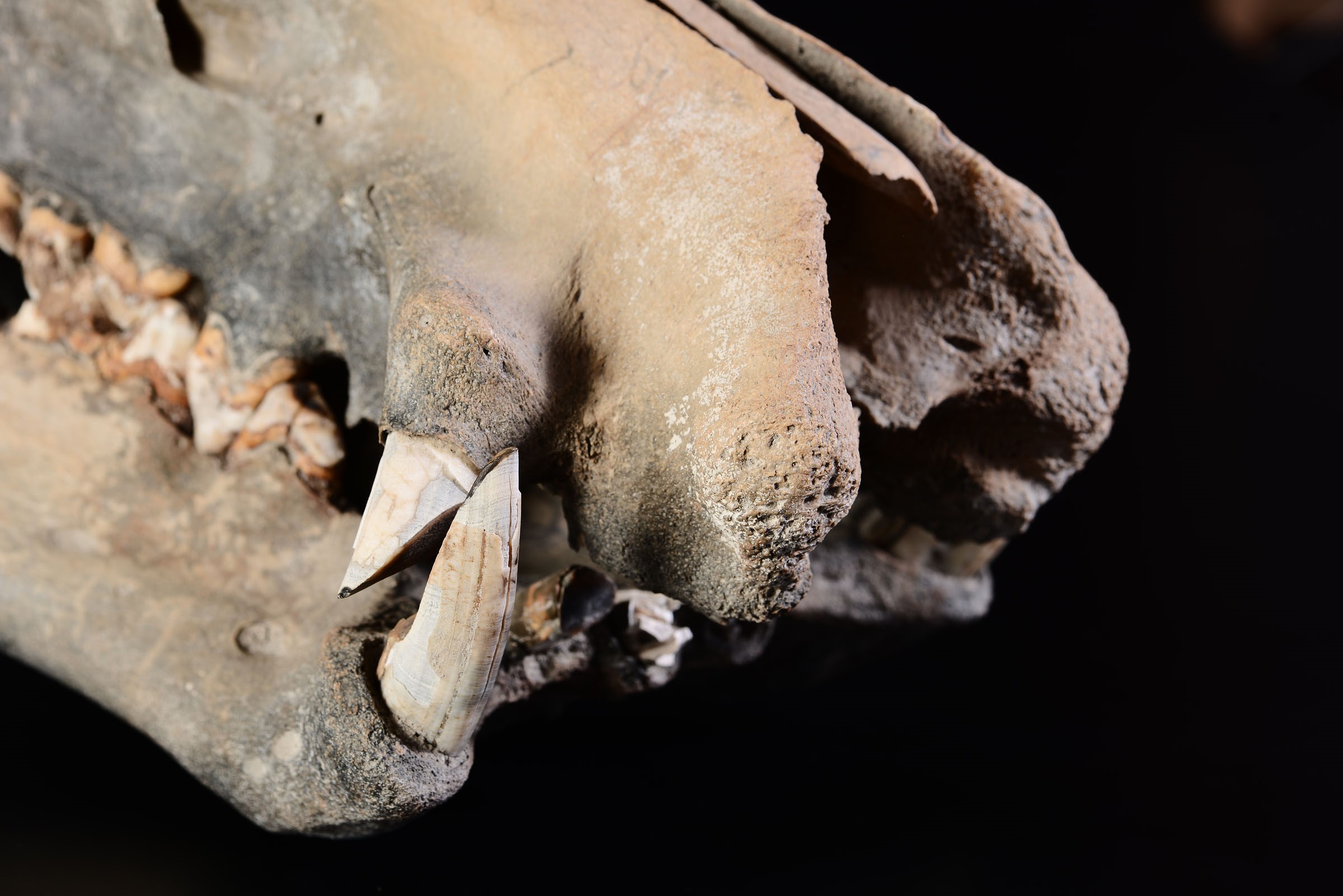 Dwarf hippopotamus skull - cm 52x31x29 Hippopotamus lemerlei skull, Pleistocen, South [...] - Image 3 of 4