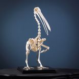 Pink baked pelican skeleton - cm 84x72x44 -