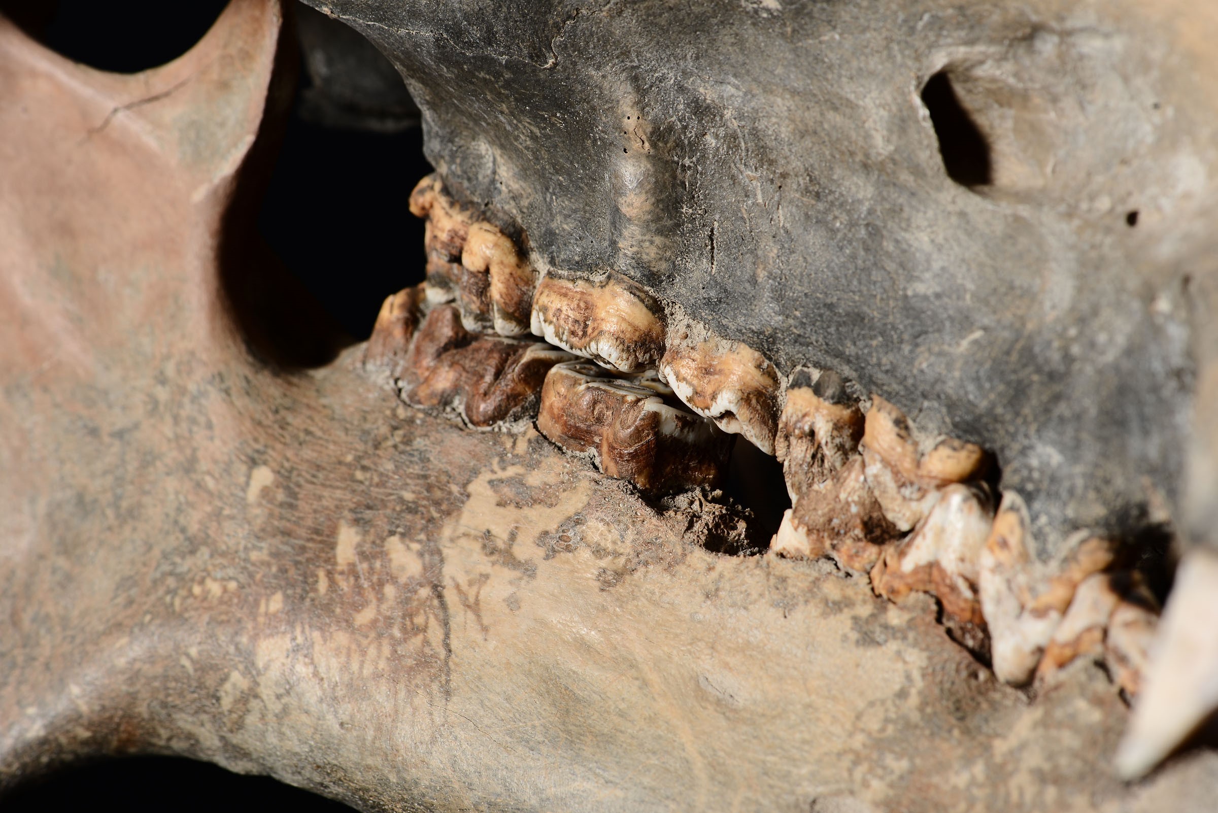 Dwarf hippopotamus skull - cm 52x31x29 Hippopotamus lemerlei skull, Pleistocen, South [...] - Image 4 of 4