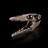 Impressive Halisaurus skull - cm 75x40x30 Halisaurus sp. Upper Cretaceous, [...]