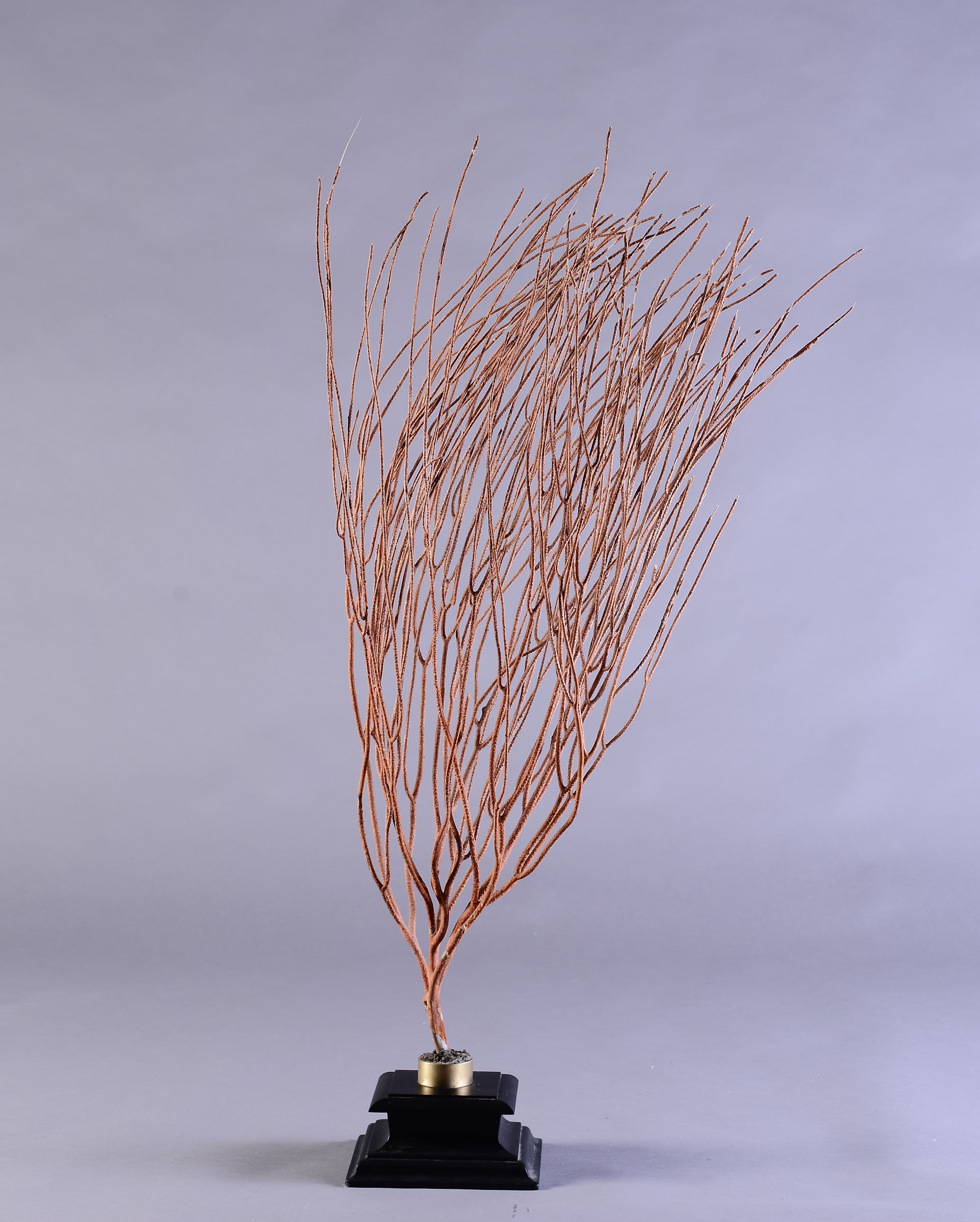 Red sea fan - cm 93x71x30 Ellisella sp. Wood and brass base Indonesia -