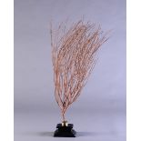 Red sea fan - cm 93x71x30 Ellisella sp. Wood and brass base Indonesia -