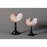 Nautilus pair on base - cm 28x16x9 - 21x13x7,5 Nautilus pompilius II/B imported in UE [...]