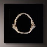 Shark jaw, framed - cm 62x51 Carcharhinus obscurus -