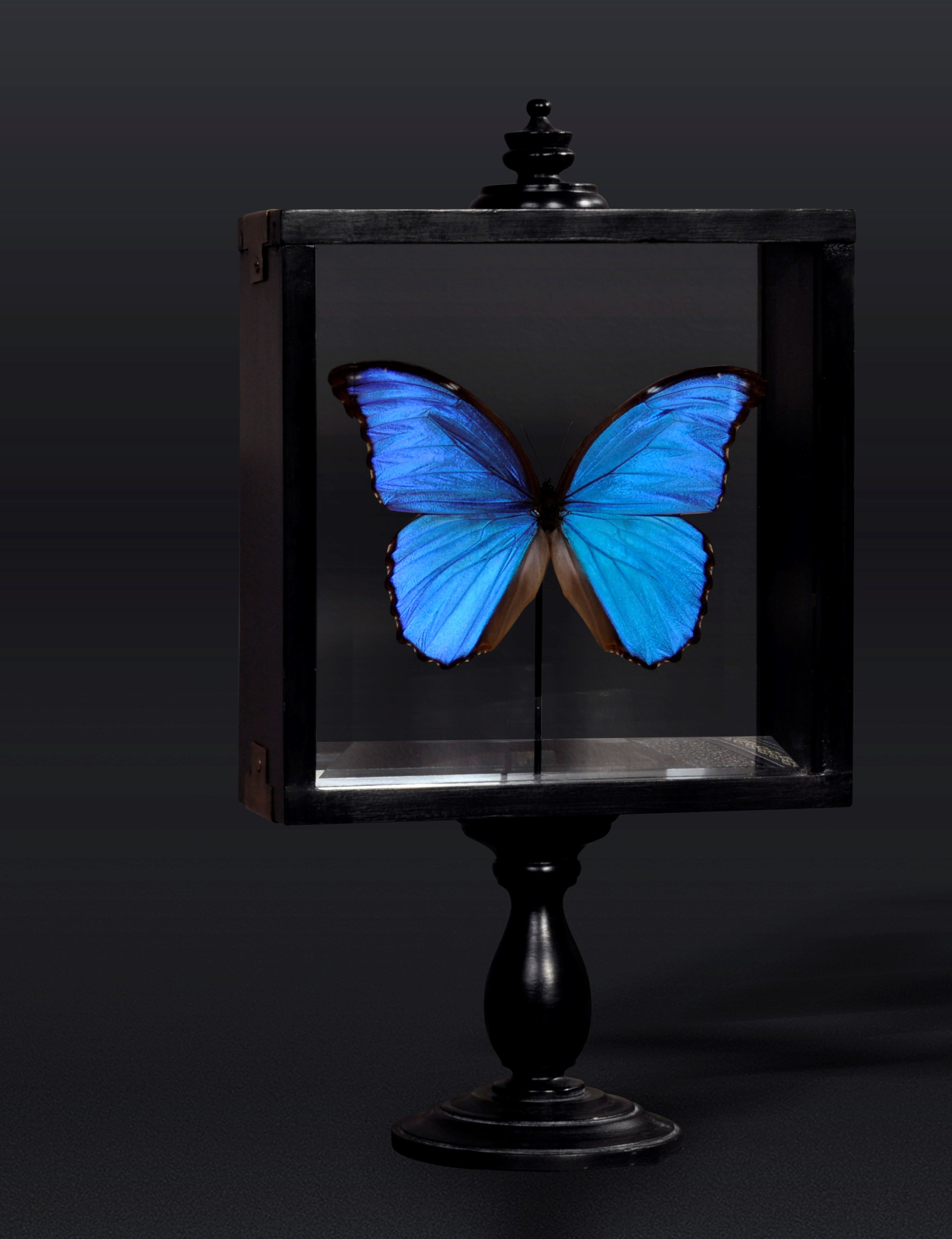 South American blue morpho buttefly - cm 36x20x10 -