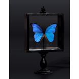 South American blue morpho buttefly - cm 36x20x10 -