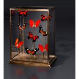 Red Butterflies under glass - cm 26,5x20x14 -