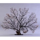 Black sea fan - cm 105x70 -