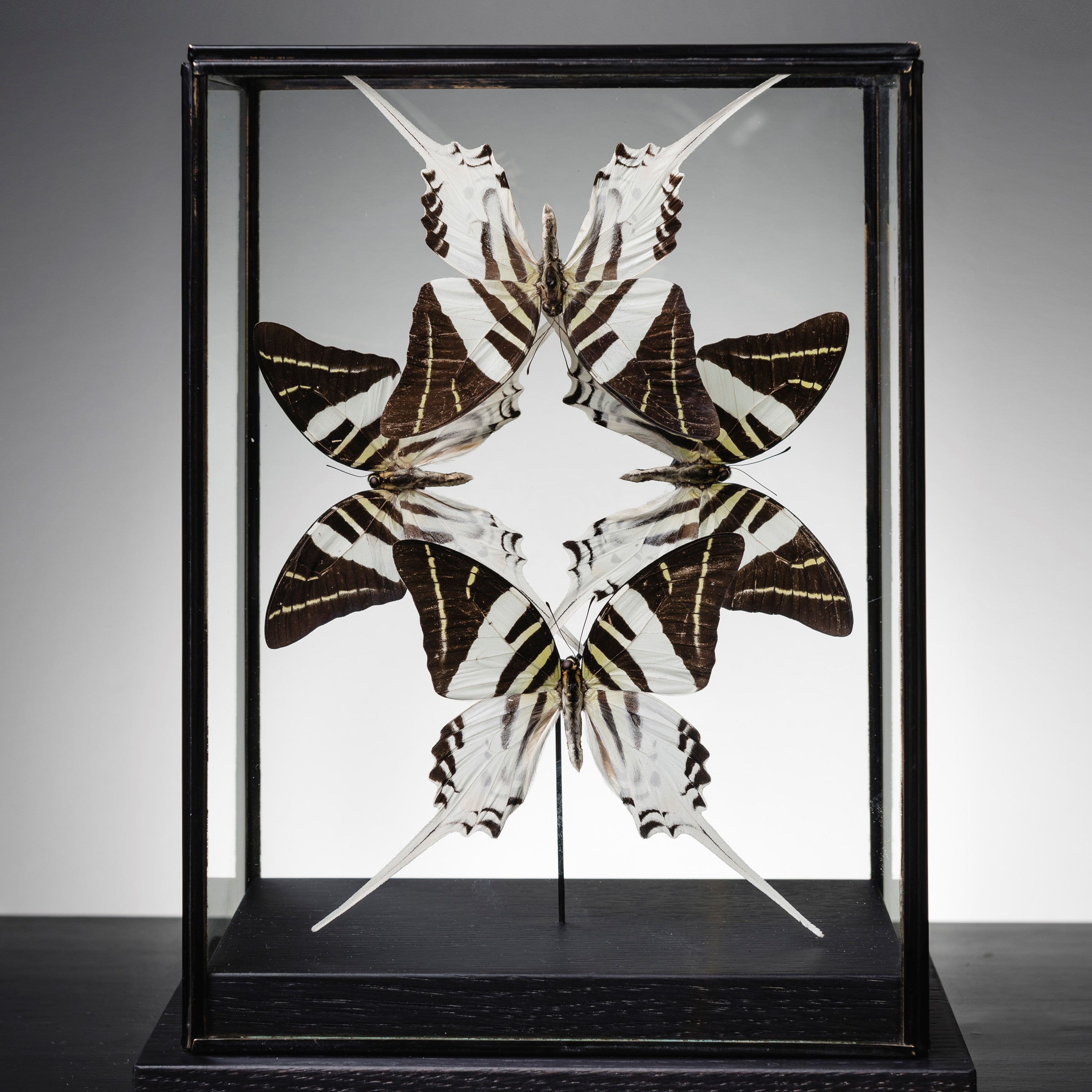 Butterflies Graphium androcles under glass - cm 27x18x12 -