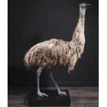 Taxidermy of emu - 142x92x45 -