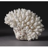 Madrepora FINGER su base, - Acropora humilis, Isole Salomone, cm 20x27x13 Licenza [...]