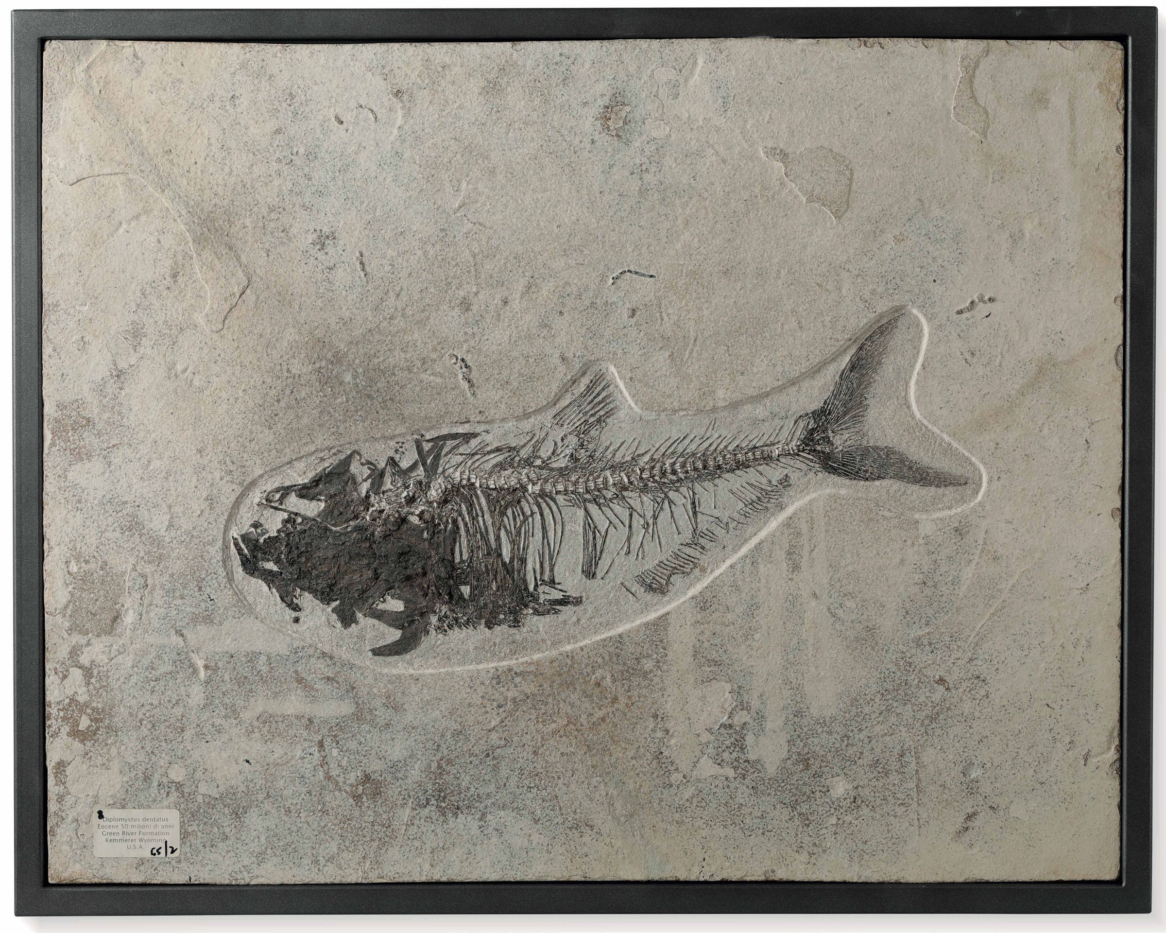 Pesce fossile Diplomystus dentatus, - Periodo Eocene (circa 50 milioni di anni fa) [...]