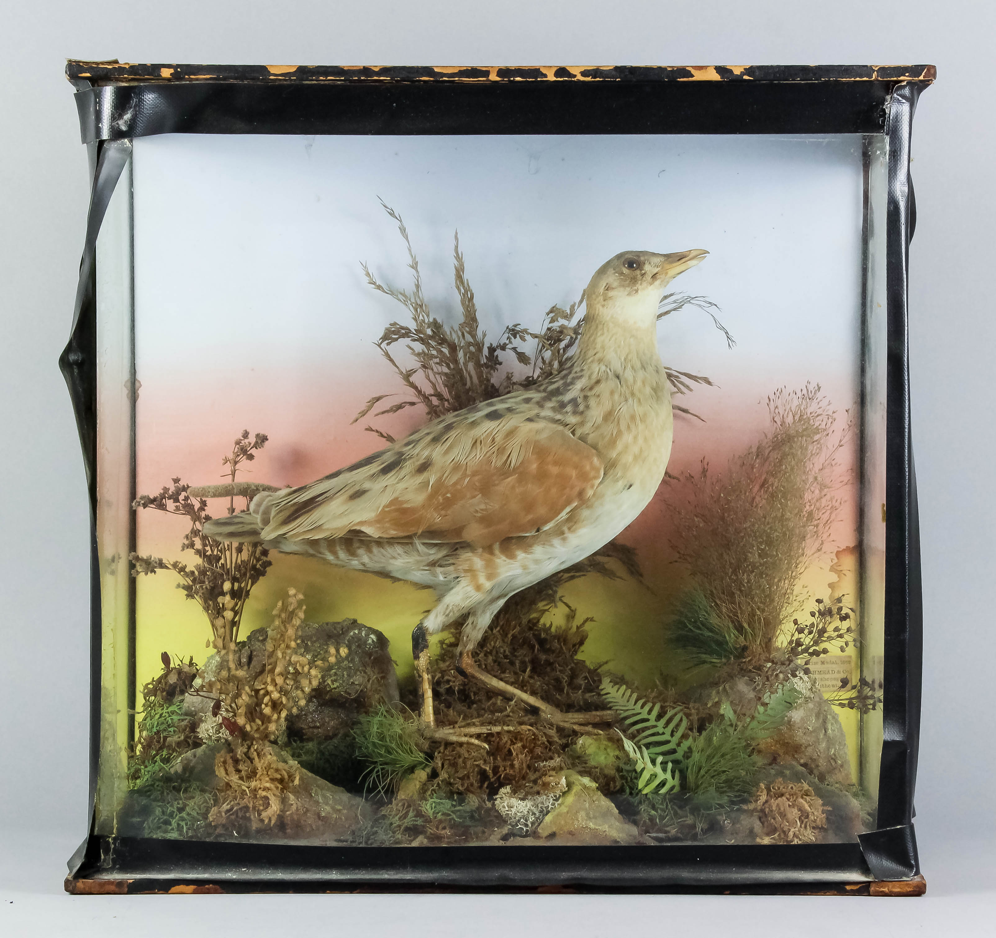 An early 20th Century English taxidermy study of a Landrail or Corn Crake (crex crex) standing among