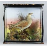 An early 20th Century English taxidermy study of a Landrail or Corn Crake (crex crex) standing among