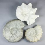 A chalk fossil ammonite, 13ins diameter, and two others, 13ins and 9ins diameter