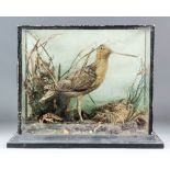 A late 19th Century English taxidermy study of a snipe, standing amongst grasses, in glazed case,