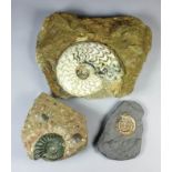 A fossil ammonite - "Psiloceras (Caloceras) johnstoni", lower Hettangian (lower Lias), P.